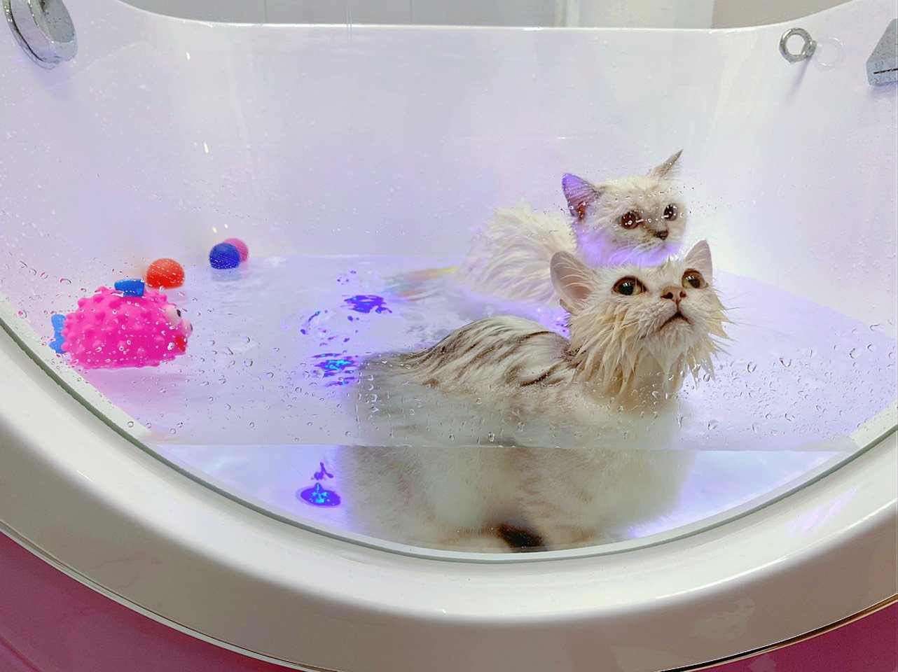 Dịch vụ tắm chó mèo, spa làm đẹp uy tín, chuyên nghiệp tại Pet Idol