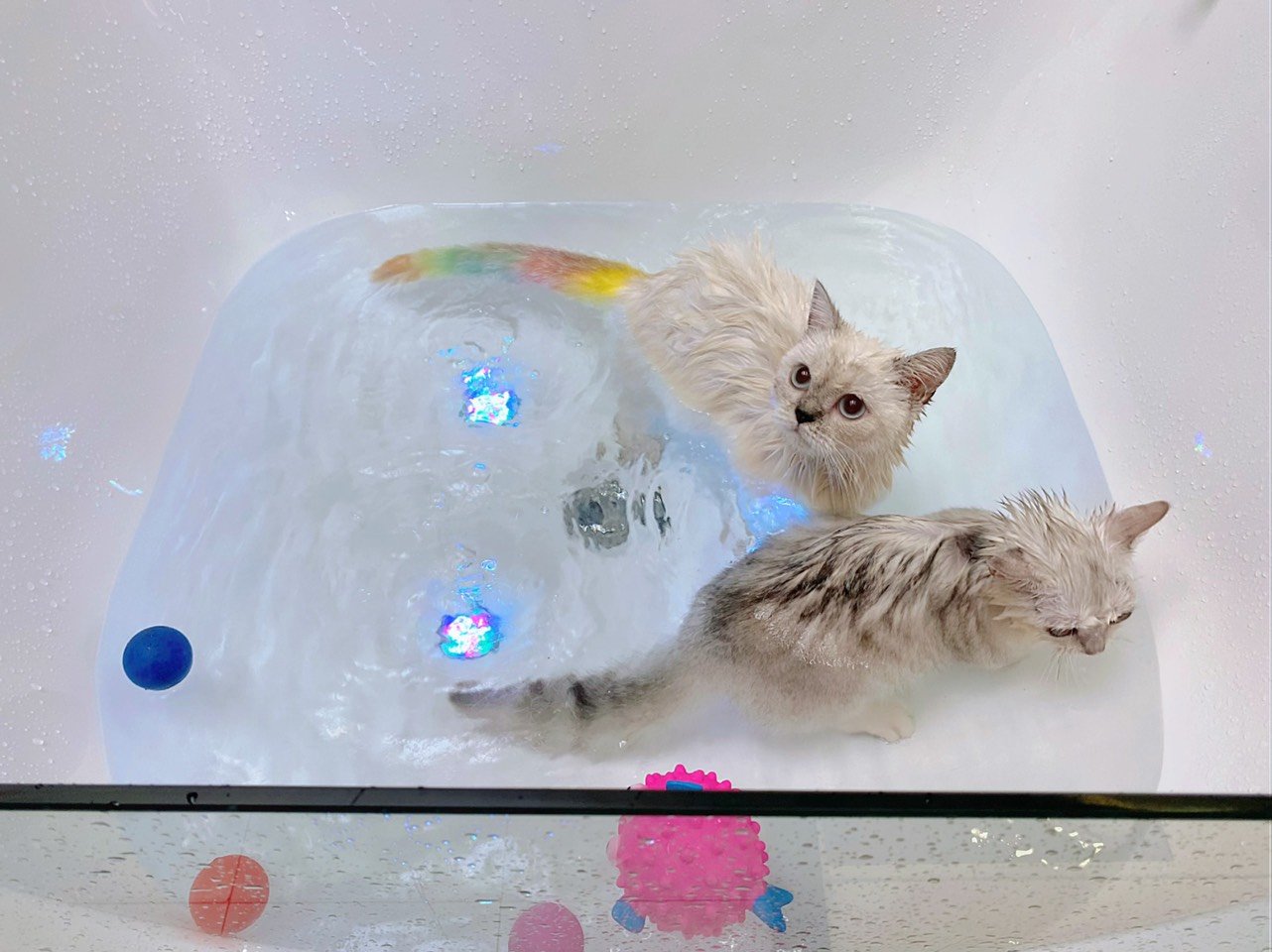 Chi phí dịch vụ spa chó mèo tại Pet Idol