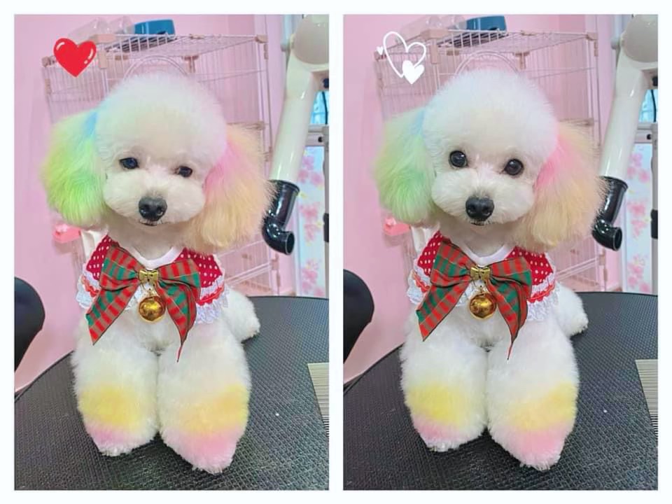 Cắt tỉa lông chó poodle tại nhà một cách chuyên nghiệp